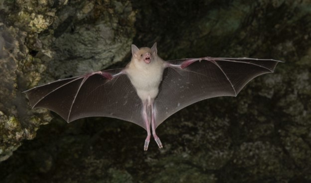 The Jamaican flower bat, Phyllonycteris aphylla. Photo © Sherri and Brock Fenton.